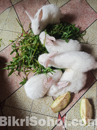 খরগোশ বিক্রয়